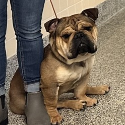 image of Chubbs the Therapy Dog