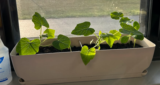 pumpkin plants growing by window