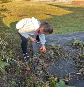 student harvesting pumpkin from garden