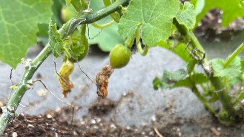 Pumpkins growing in garden