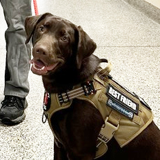 image of Daisy the Therapy Dog