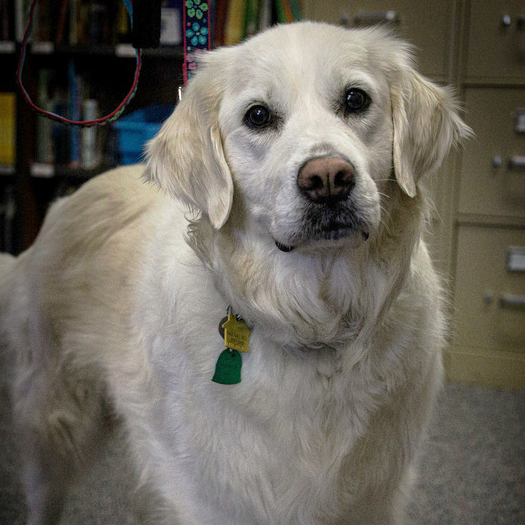 image of Stella the Therapy Dog